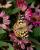 _9150885-86croofm.jpg